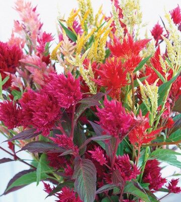 Celosia Pampas mix