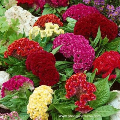 Petlova kresta mix (Celosia cristata)