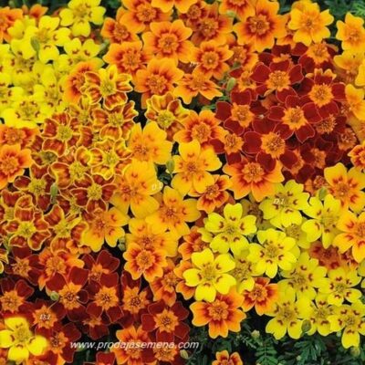 Kadifa Exclusive Starfire Tagetes mix