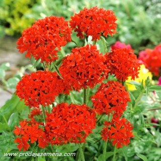 Malteški krst crveni (Lychnis chalcedonica)