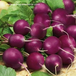 Rotkvica Viola