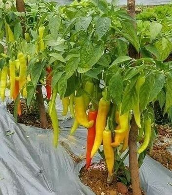 Paprika Una