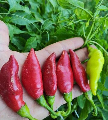 Pljosnata Slatka paprika