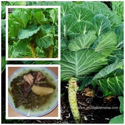 Raštika (Brassica oleracea) Raštan