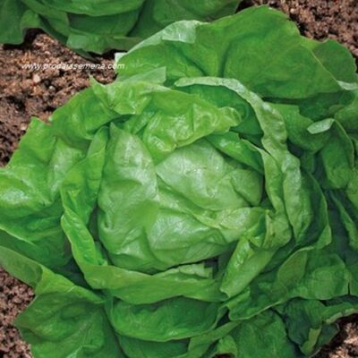 Salata Zimsko Čudo (Lactuca sativa L.)