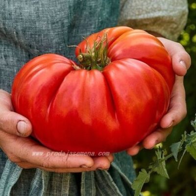 Paradajz Babino Cudo-Tezina ploda 800gr-1.5kg