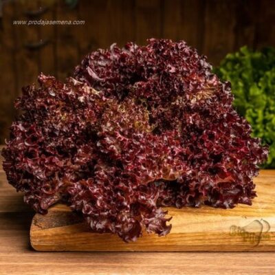 Salata Lolo Rossa Crvena