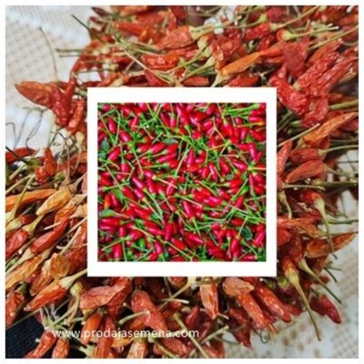 Chili Kolibri