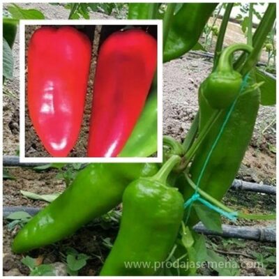 Green field F-1 Paprika