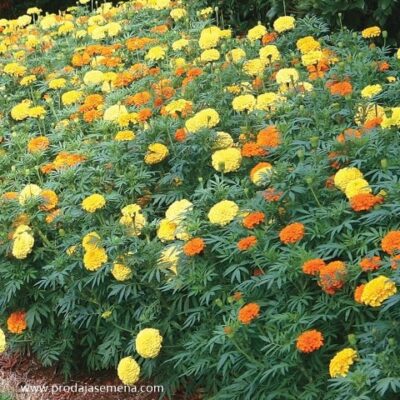 Visoka kadifa mix punih cvetova (Tagetes erecta mix)