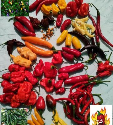 Hot Chilli Mix