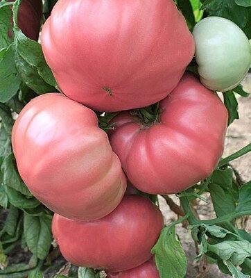 Babino Cudo Roze