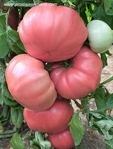Babino Cudo Roze
