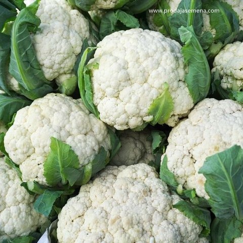 Baštenski rani karfiol (Brassica oleracea var. botrytis)