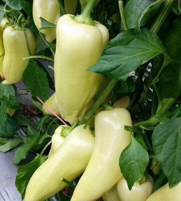 Bela Šilja paprika F1 (srednje-rana)