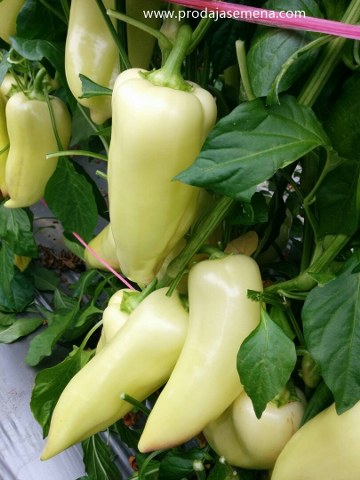 Bela Šilja paprika F1 (srednje-rana)