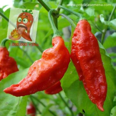 Chilli Bhut Jolokia Red ((Ghost Pepper))-1.200.000 SHU