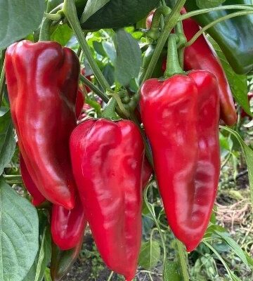 Paprika Krupna Ajvarusa