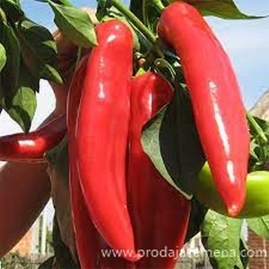 Paprika Roga F 1