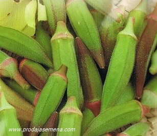 Šarena Bamija (zeleno-crvena)