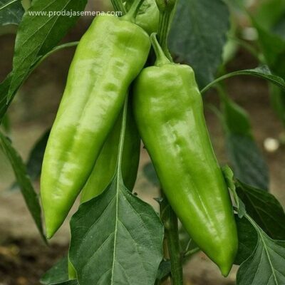 Emina Paprika F1 (rana)