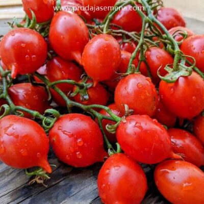 Tomato Pomodorino del Piennolo del Vesuvio ( Rani )