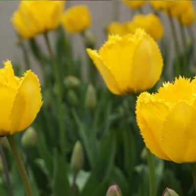 ZutI Čipkasti Tulipan-Lala