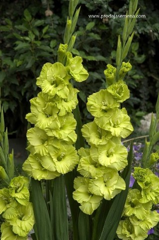 Zelena Gladiola