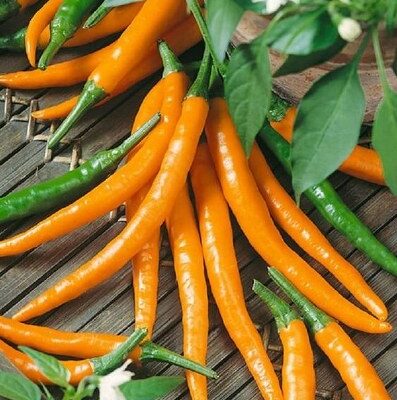 Bugarska Ljuta orange papricica (Sigaretta di Lombardo )