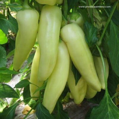 Paprika F1 Beli Biser