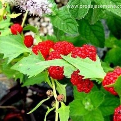 Spanac Jagoda & Chenopodium foliosum