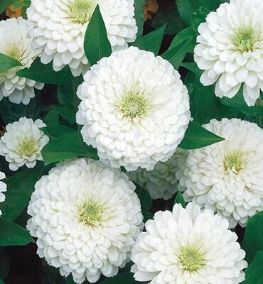 Bela Cinija Gigante (Zinnia elegans)