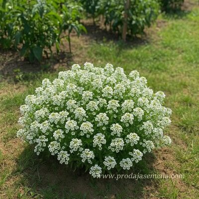 Beli Alisium Planičak (Alysium martinum )