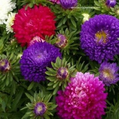 Lepa Kata (Aster) Mini
