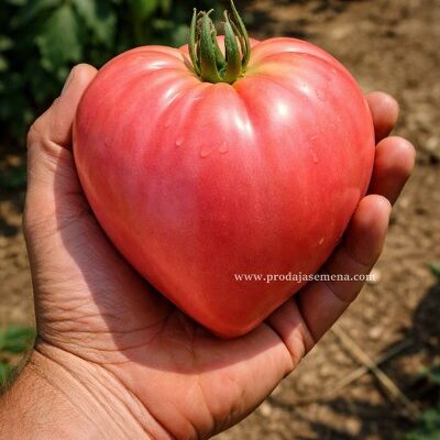 Paradajz Rusko Volovsko Srce Roze