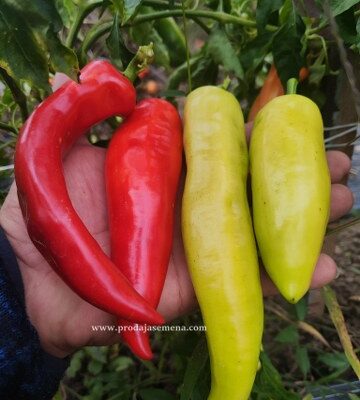 Paprika slatka Blanketa (rana)