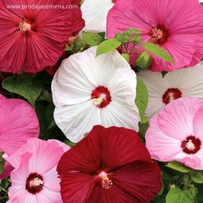 Mocvarni Hibiskus mix