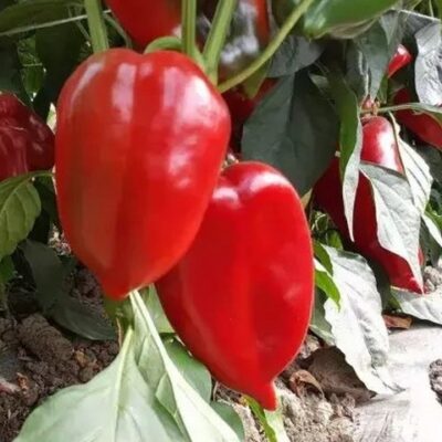 Paprika F1 Crveno Zlato