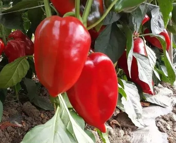 Paprika F1 Crveno Zlato