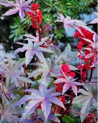 Ricinus-Communis