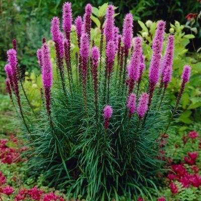 Liatris Ruzicasti