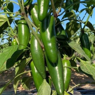 Jalapeno Long & Halapenjo chili