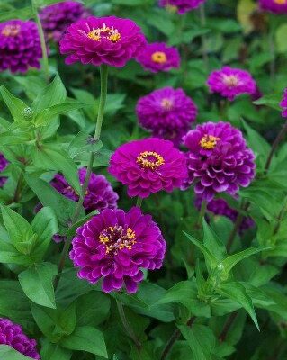 Violet Cinija (lepi čovek)