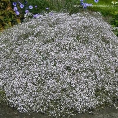Šlajer Gypsophila paniculata (višegodisnji)