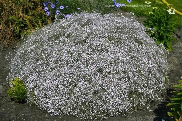Šlajer Gypsophila paniculata (višegodisnji)