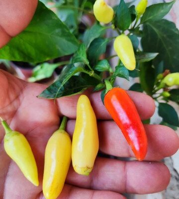 Strong Chili