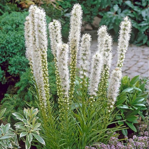 Beli Liatris