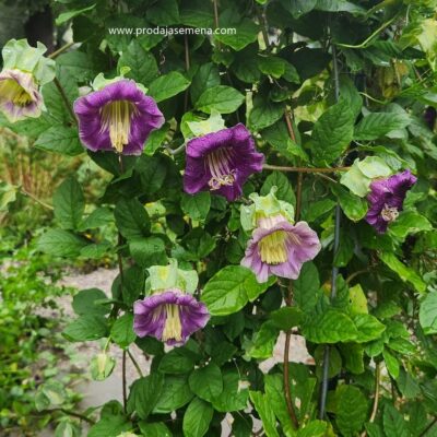 Kobeja (Cobaea scandens)