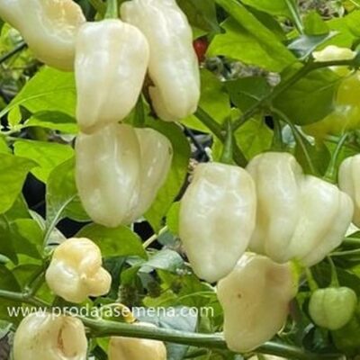 Beli Habanero Chili - I do