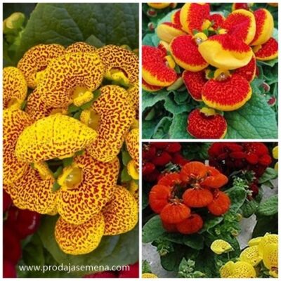 Papucica Cvet (Calceolaria×herbeohibrida)